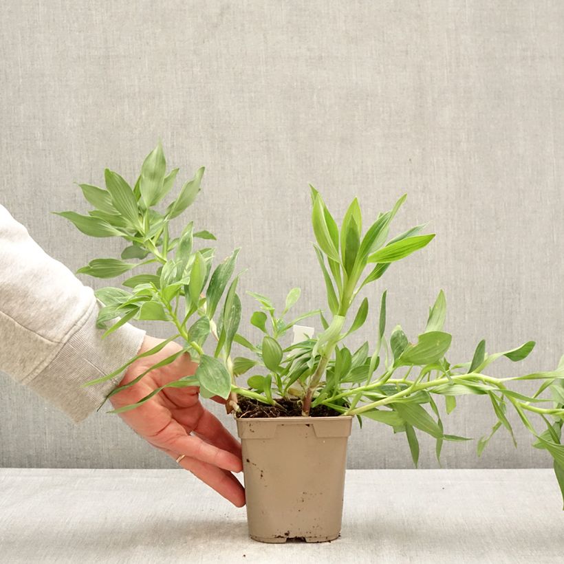 Alstroemeria Duc d'Anjou Charles 1L/1.5L pot sample as delivered in spring