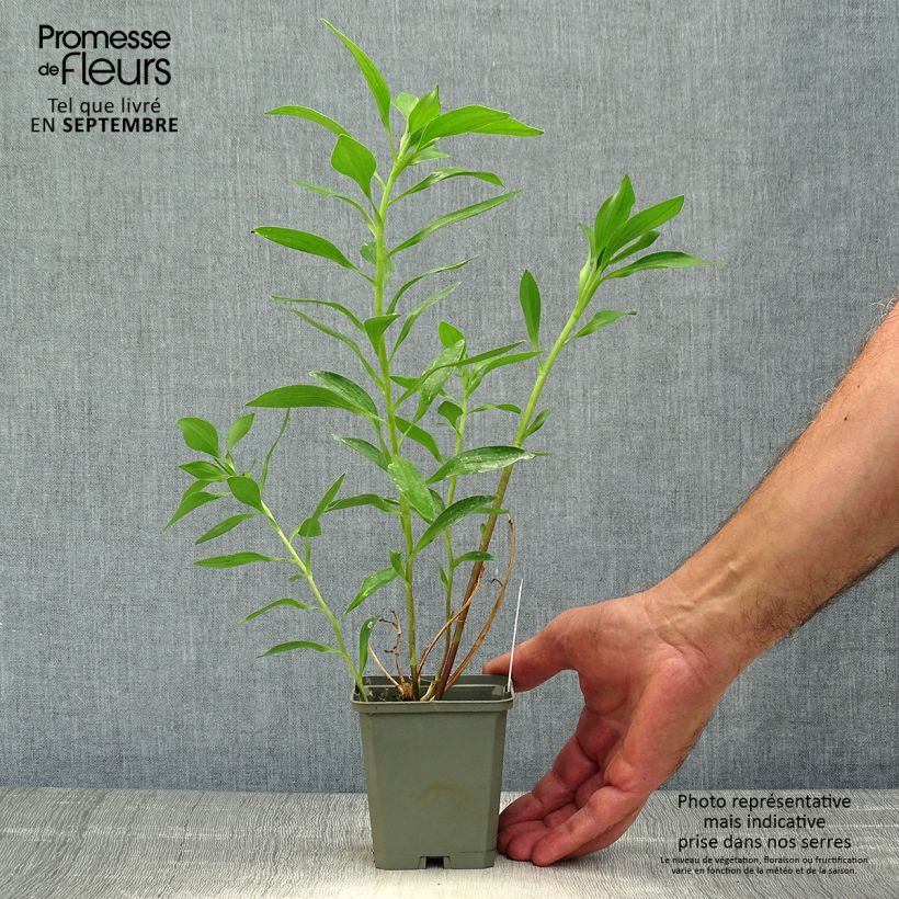 Alstroemeria Duc d'Anjou Edouard 8/9 cm pot sample as delivered in autumn