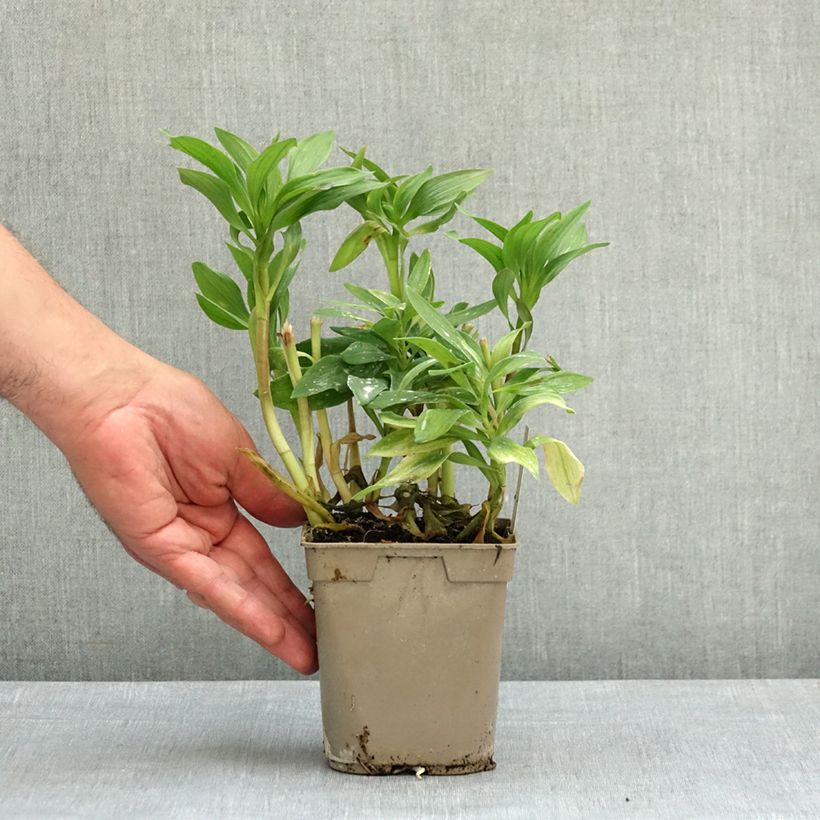 Alstroemeria Duc d'Anjou François 1L/1.5L pot sample as delivered in spring