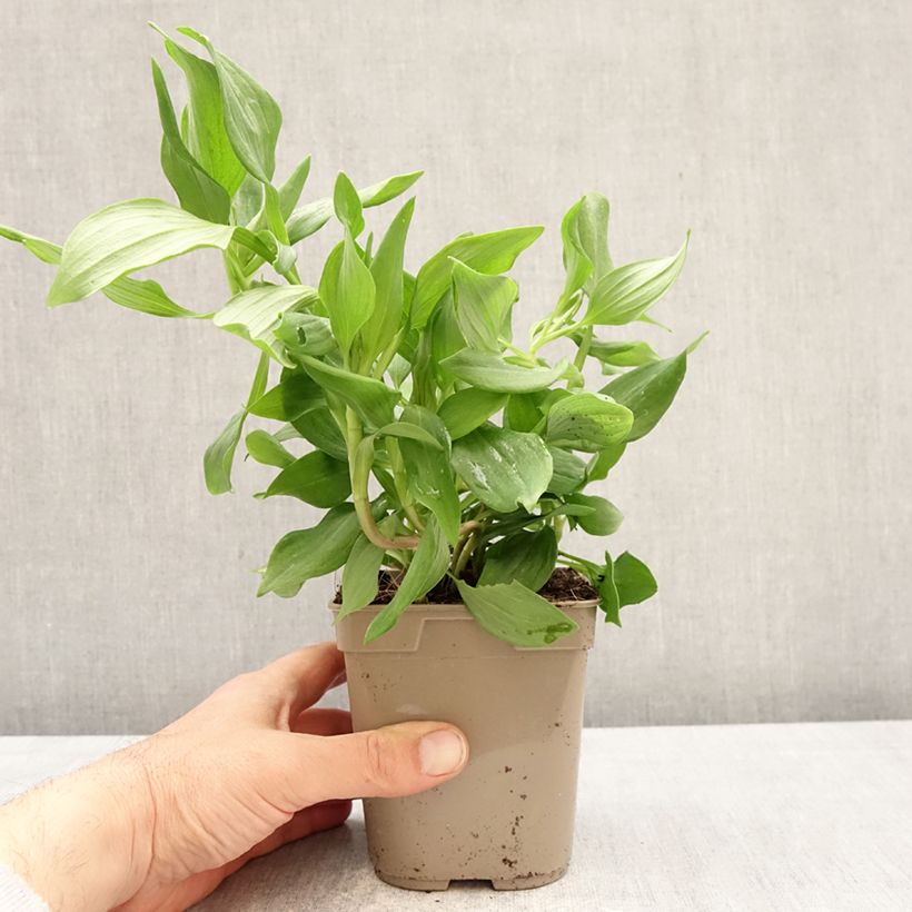 Alstroemeria  uc d'Anjou Jean 1L/1.5L pot sample as delivered in spring