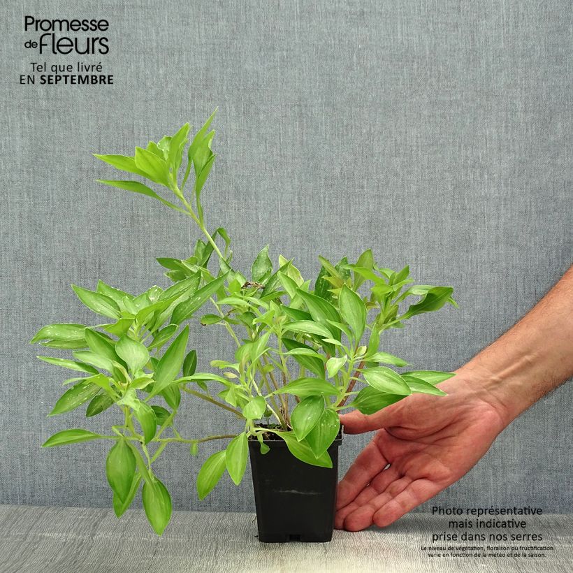 Alstroemeria Duc d'Anjou Louis 8/9 cm pot sample as delivered in autumn