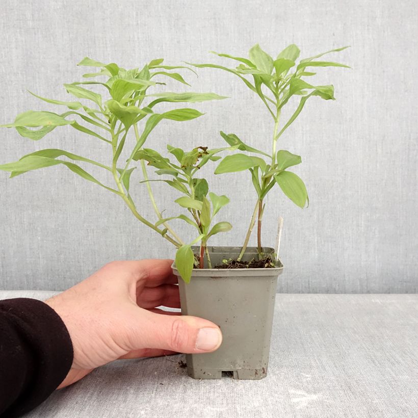 Alstroemeria Duc d'Anjou Louis 8/9 cm pot sample as delivered in winter