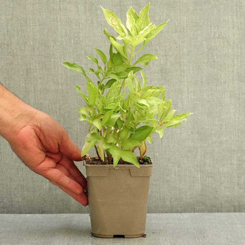 Alstroemeria Duc d'Anjou Louis 1L/1.5L pot sample as delivered in summer