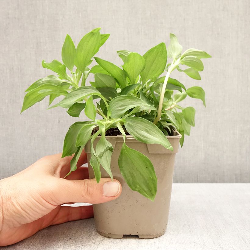 Alstroemeria Duc d'Anjou Louis 1L/1.5L pot sample as delivered in spring