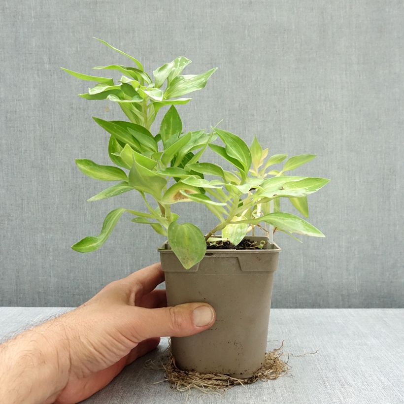 Alstroemeria Duc d'Anjou Nicolas 1L/1.5L pot sample as delivered in autumn