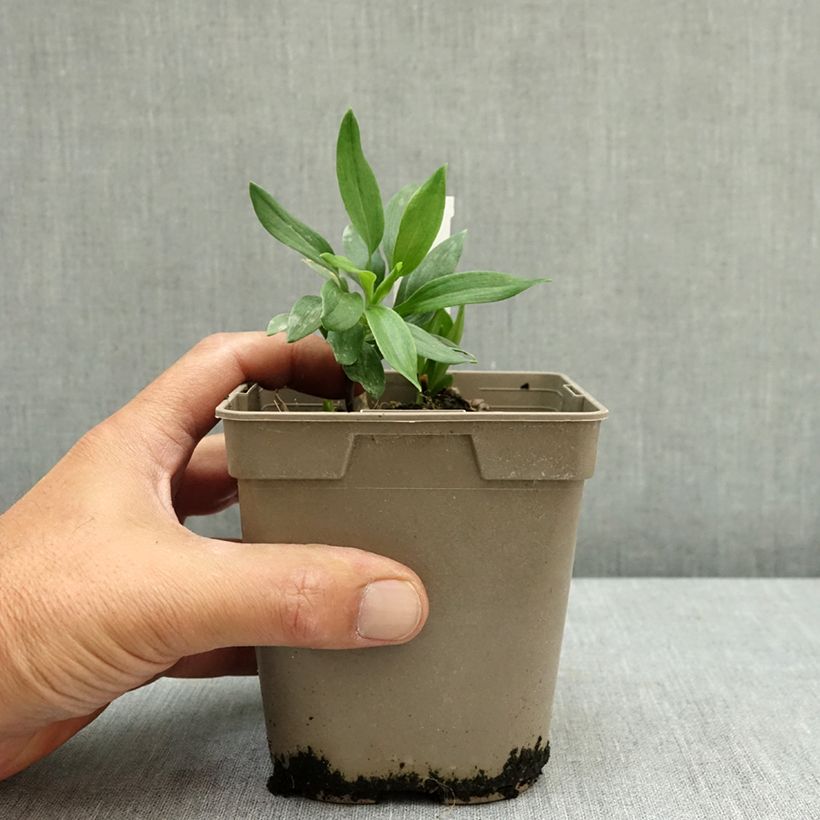 Alstroemeria Duc d'Anjou Nicolas 1L/1.5L pot sample as delivered in summer