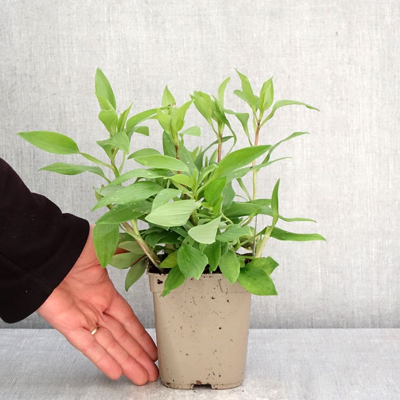 Alstroemeria Duc d'Anjou Nicolas 1L/1.5L pot sample as delivered in spring