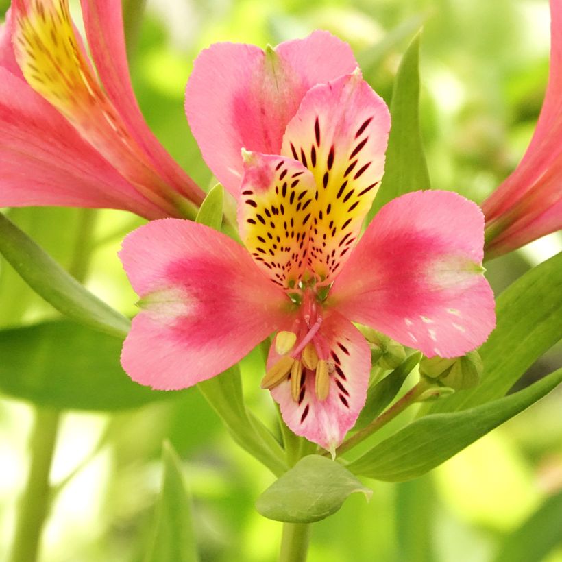 Alstroemeria Duc d'Anjou Pierre (Flowering)