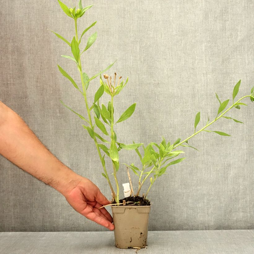 Alstroemeria Duc d'Anjou Pierre 1L/1.5L pot sample as delivered in summer