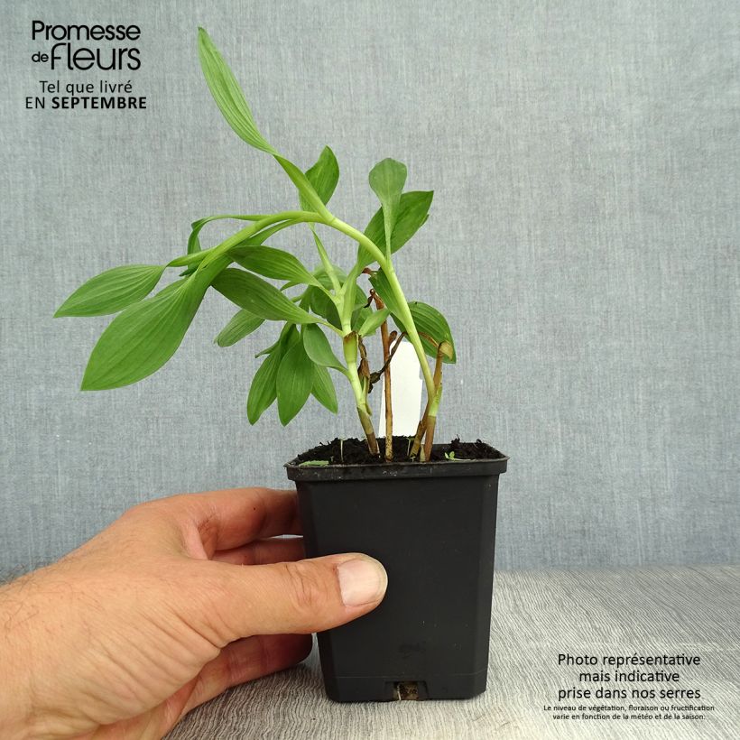Alstroemeria Duc d'Anjou William 8/9 cm pot sample as delivered in autumn