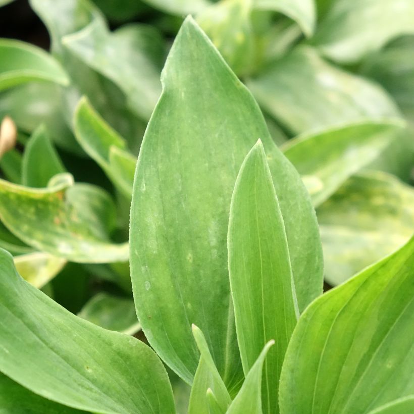 Alstroemeria Duc d'Anjou William (Foliage)