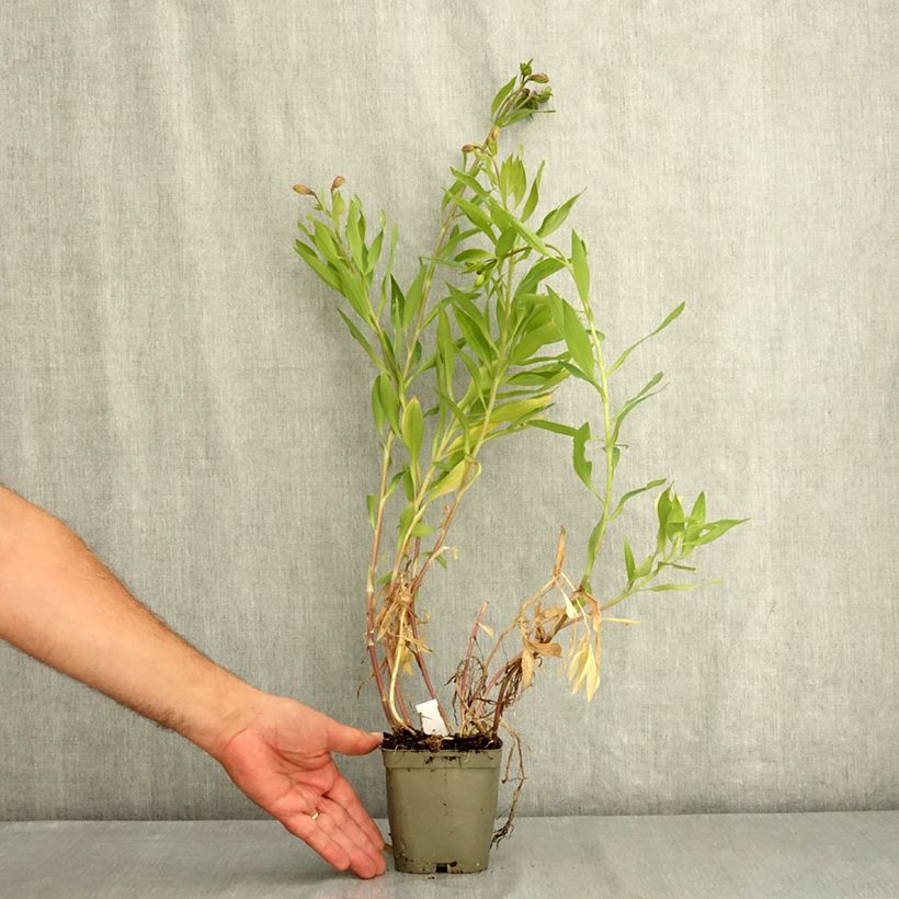 Alstroemeria Duc d'Anjou William 1L/1.5L pot sample as delivered in summer