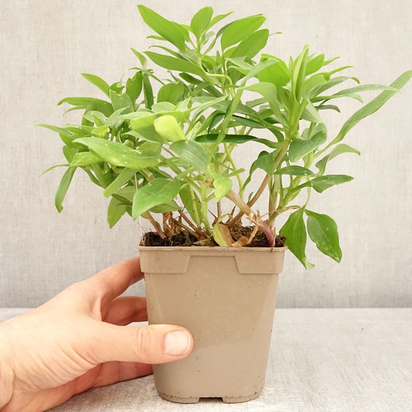 Alstroemeria Duc d'Anjou William 1L/1.5L pot sample as delivered in spring