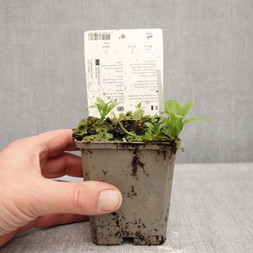 Alstroemeria Duchesses d'Anjou Anne 8/9 cm pot sample as delivered in winter