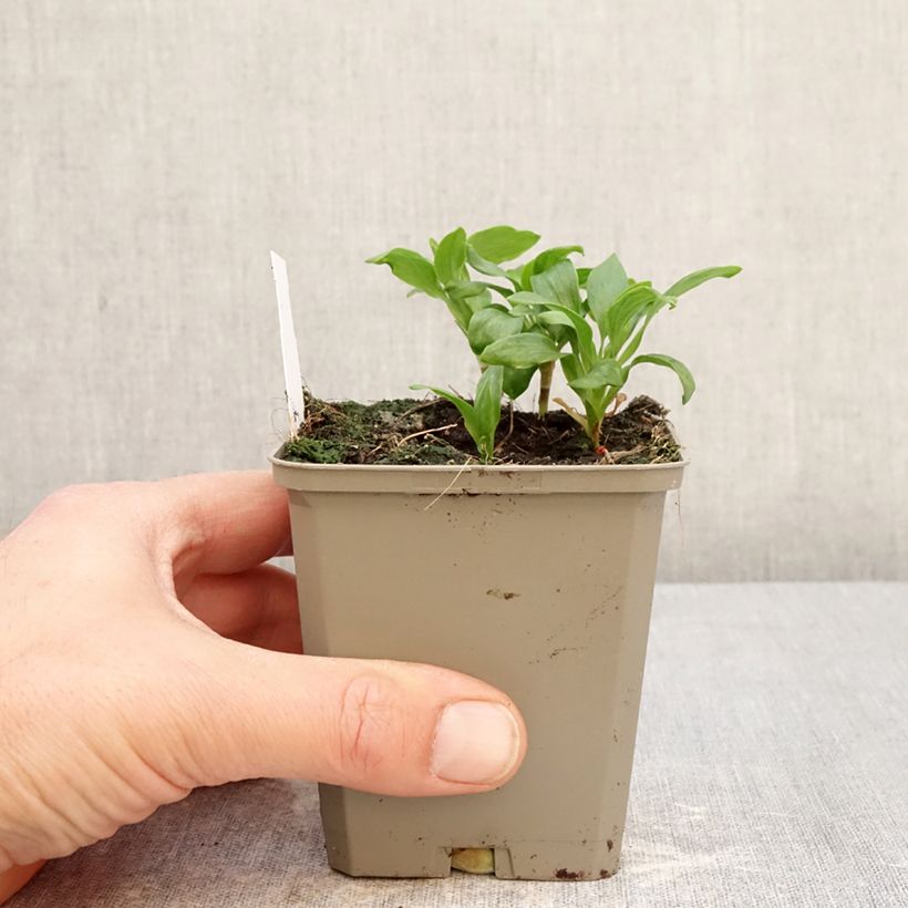 Alstroemeria Duchesses d'Anjou Anne 8/9 cm pot sample as delivered in spring