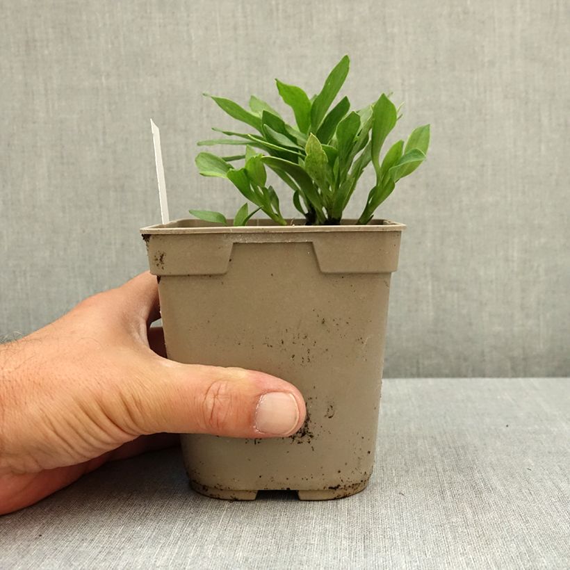 Alstroemeria Duchesses d'Anjou Anne 1L/1.5L pot sample as delivered in summer