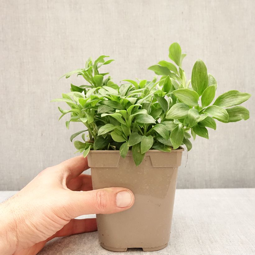 Alstroemeria Duchesses d'Anjou Anne 1L/1.5L pot sample as delivered in spring