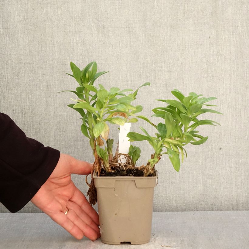 Alstroemeria Duchesses d'Anjou Beatrice 1L/1.5L pot sample as delivered in spring