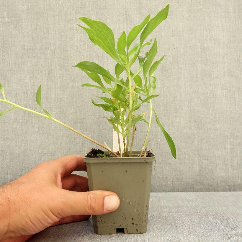 Alstroemeria Duchesses d'Anjou Valentine 8/9 cm pot sample as delivered in summer