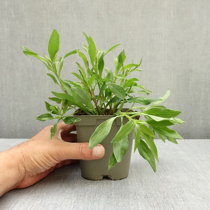 Alstroemeria Duchesses d'Anjou Valentine 1L/1.5L pot sample as delivered in spring