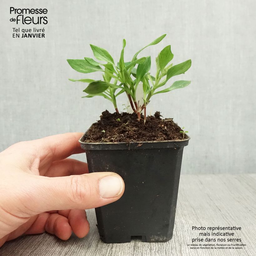 Alstroemeria Duchesses d'Anjou Diane 8/9 cm pot sample as delivered in winter