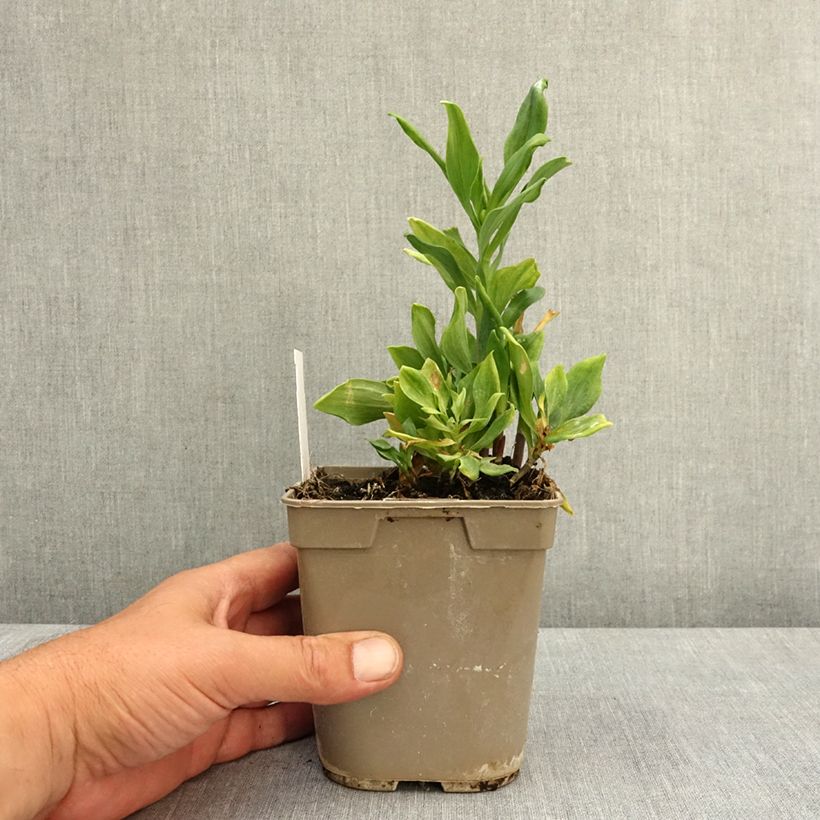 Alstroemeria Duchesses d'Anjou Diane 1L/1.5L pot sample as delivered in spring