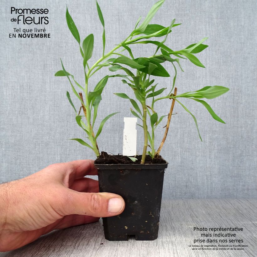 Alstroemeria Duchesses d'Anjou Marguerite 8/9 cm pot sample as delivered in autumn