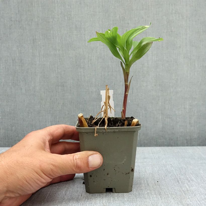 Alstroemeria Majestic Authion 8/9 cm pot sample as delivered in spring