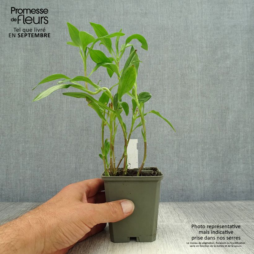 Alstroemeria Majestic Liré 8/9 cm pot sample as delivered in autumn