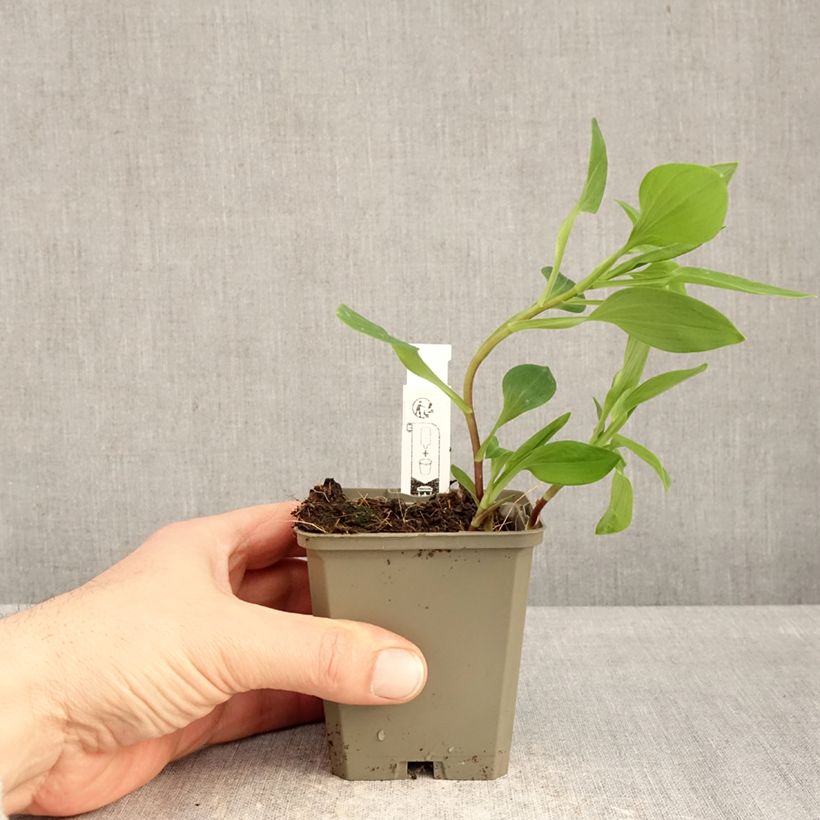 Alstroemeria Majestic Liré 8/9 cm pot sample as delivered in winter