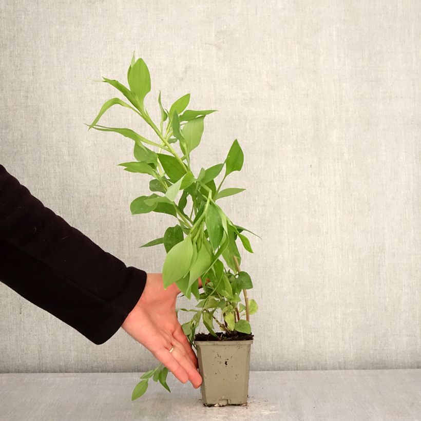 Alstroemeria Majestic Liré 8/9 cm pot sample as delivered in spring