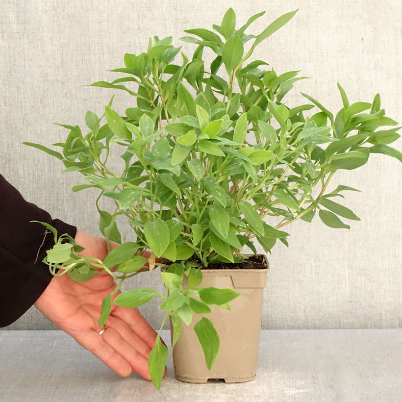 Alstroemeria Majestic Liré 1L/1.5L pot sample as delivered in spring