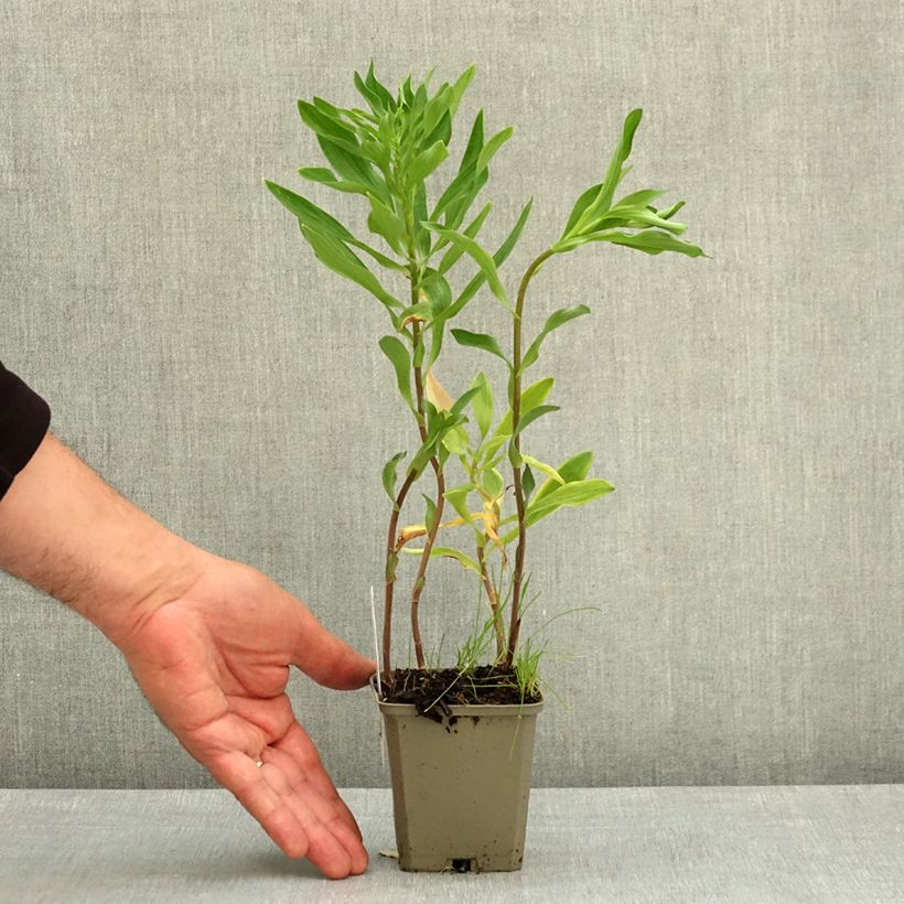Alstroemeria Majestic Longué 8/9 cm pot sample as delivered in spring