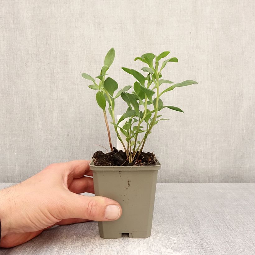 Alstroemeria Majestic Marcé 8/9 cm pot sample as delivered in spring