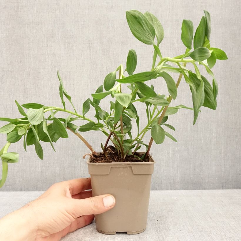 Alstroemeria Majestic Marcé 1L/1.5L pot sample as delivered in spring