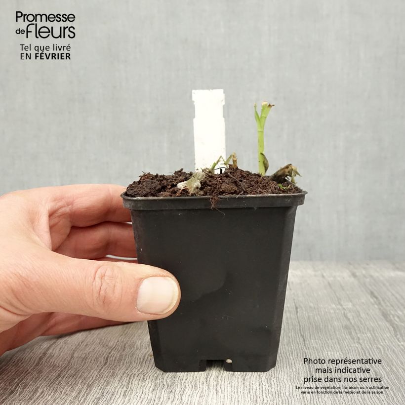 Alstroemeria Majestic Mazé 8/9 cm pot sample as delivered in winter