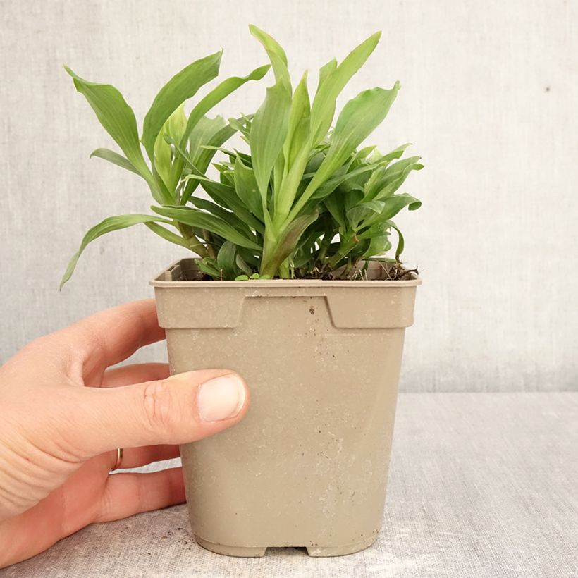 Alstroemeria Majestic Mazé 1L/1.5L pot sample as delivered in spring