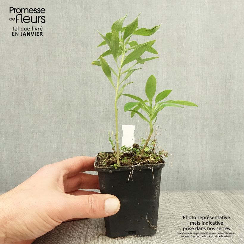 Alstroemeria Majestic Montsoreau 8/9 cm pot sample as delivered in winter