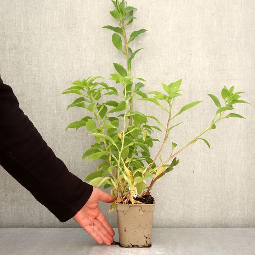 Alstroemeria Majestic Tiercé 1L/1.5L pot sample as delivered in spring