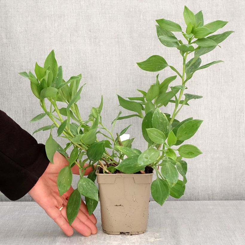 Alstroemeria Majestic Aubance 1L/1.5L pot sample as delivered in spring