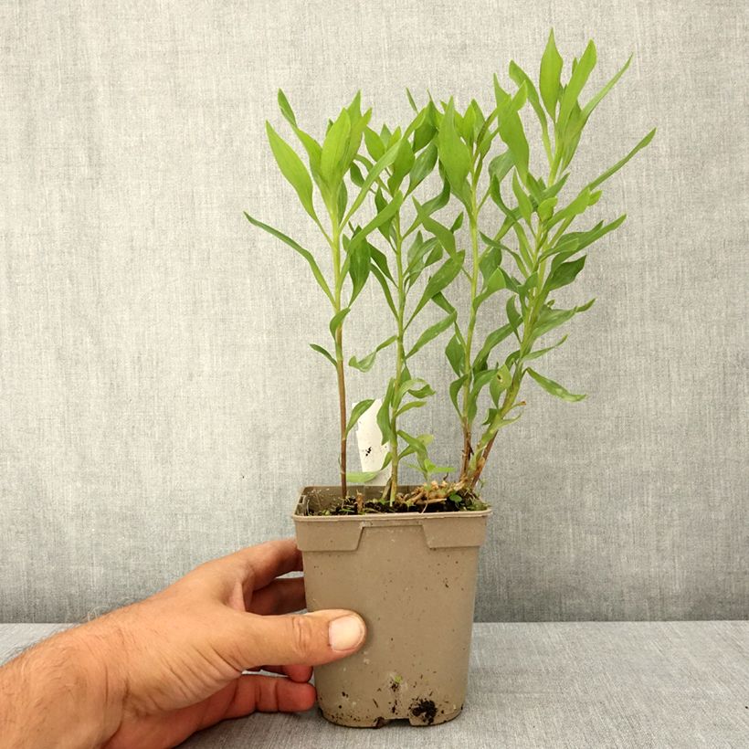 Alstroemeria Majestic Avrille 1L/1.5L pot sample as delivered in summer