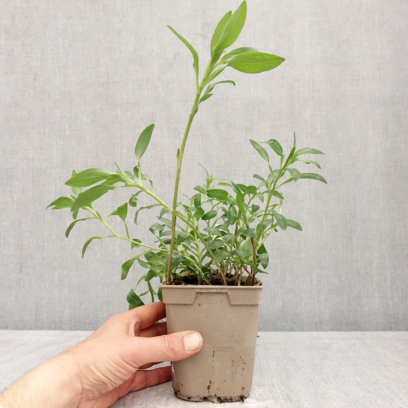 Alstroemeria Majestic Brissac 1L/1.5L pot sample as delivered in spring