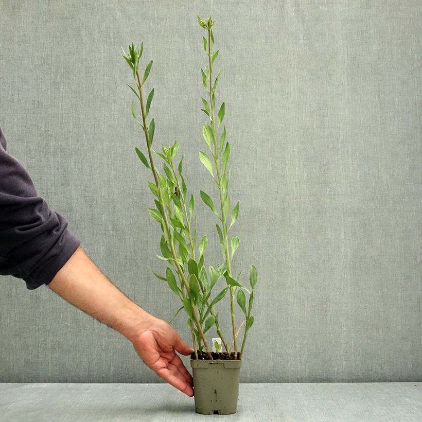 Alstroemeria Majestic Chartrene 1L/1.5L pot sample as delivered in summer