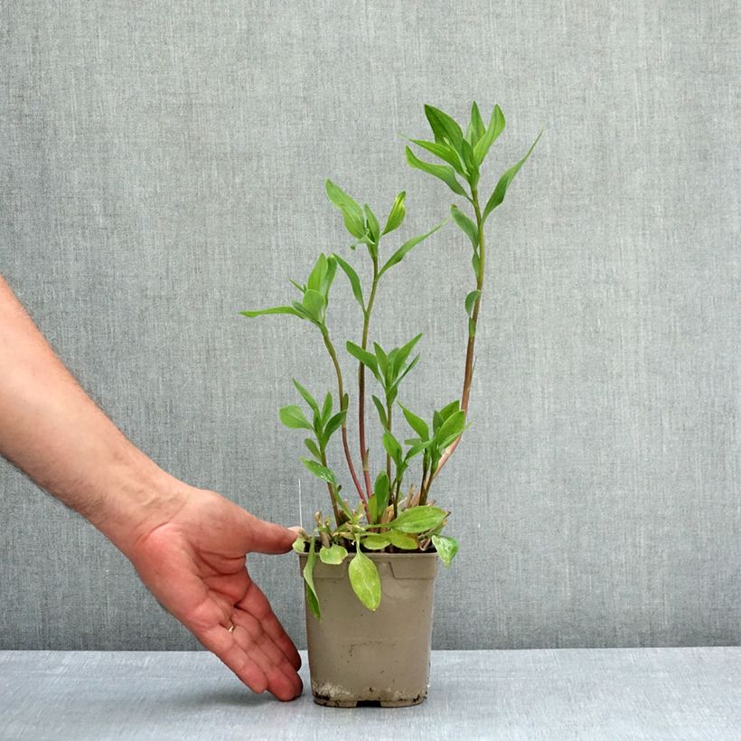 Alstroemeria Majestic Chartrene 1L/1.5L pot sample as delivered in spring