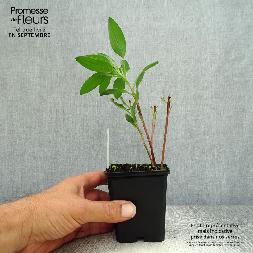 Alstroemeria Majestic Chinon 8/9 cm pot sample as delivered in autumn