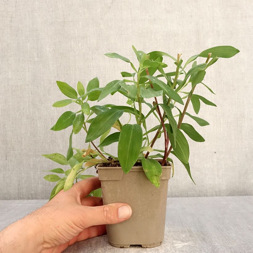 Alstroemeria Majestic Chinon 1L/1.5L pot sample as delivered in spring