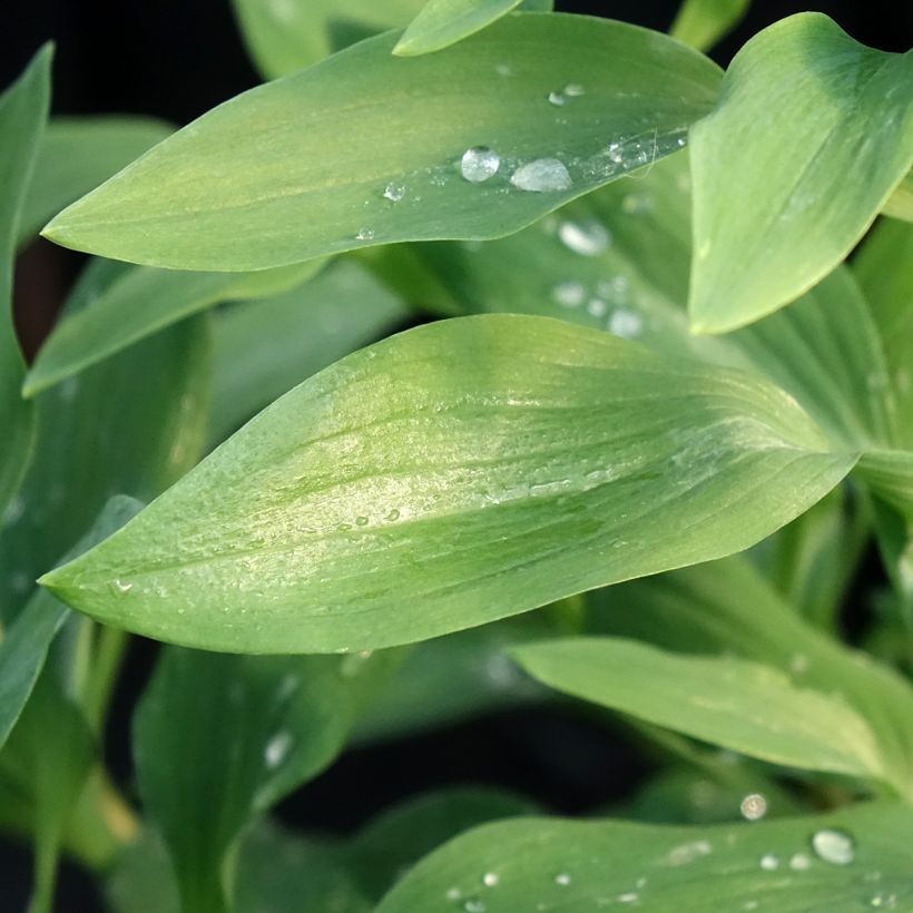 Alstroemeria Majestic Fougere (Foliage)