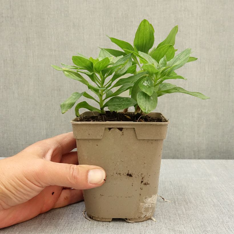 Alstroemeria Pitchounes Charlotte® 1L/1.5L pot sample as delivered in spring