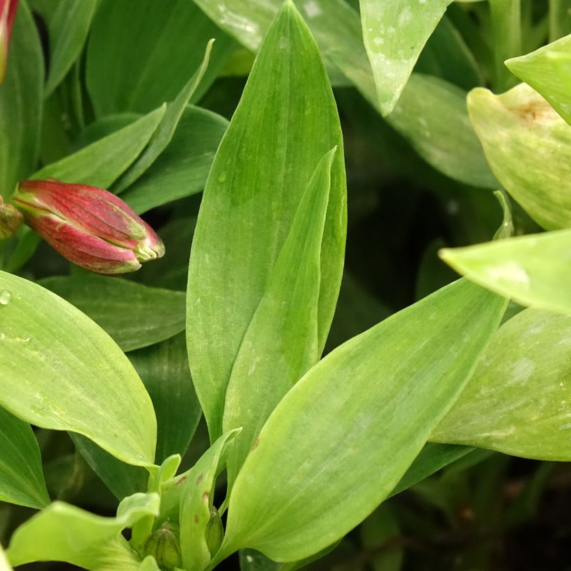 Alstroemeria Pitchounes Chloé (Foliage)