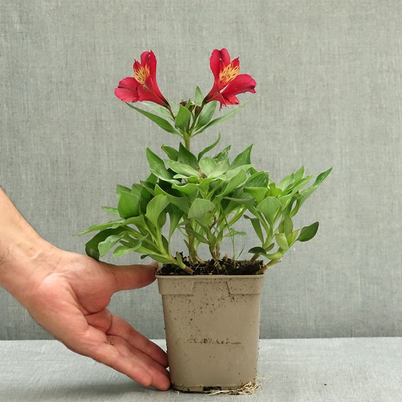 Alstroemeria Pitchounes Gaspard 1L/1.5L pot sample as delivered in summer